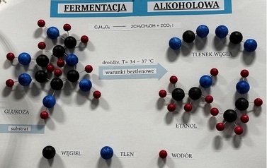 Plakat tr&oacute;jwymiarowy przedstawiajacy proces fermentacji alkoholowej - z kolorowych kulek modele związk&oacute;w w reakcji chemicznej