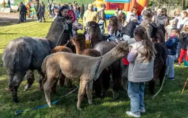 Grupa dzieci i dorosłych na boisku szkolnym podczas pikniku rodzinnego, stoi przy alpakach. Na pierwszym planie dziewczynka w szarej kurtce i niebieskich spodniach, karmi alpakę. Duża grupa otacza inne alpaki.